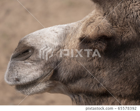 Portrait of a graceful two-humped camel resting in 65578392