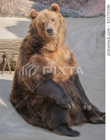 Brown bear (Ursus arctos) portrait on the hunt Brown bear (Ursus arctos) portrait on the hunt 65578396