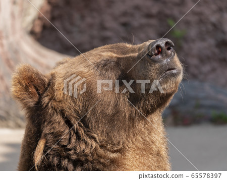 Brown bear (Ursus arctos) portrait on the hunt Brown bear (Ursus arctos) portrait on the hunt 65578397