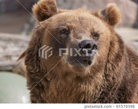 Brown bear (Ursus arctos) portrait on the hunt Brown bear (Ursus arctos) portrait on the hunt 65578398
