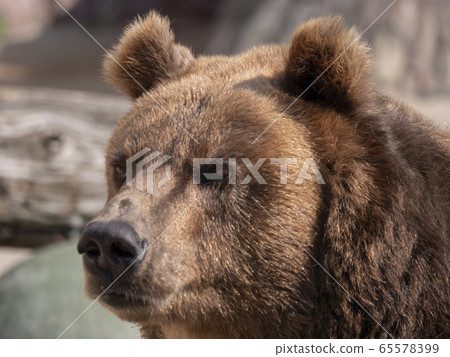 Brown bear (Ursus arctos) portrait on the hunt Brown bear (Ursus arctos) portrait on the hunt 65578399