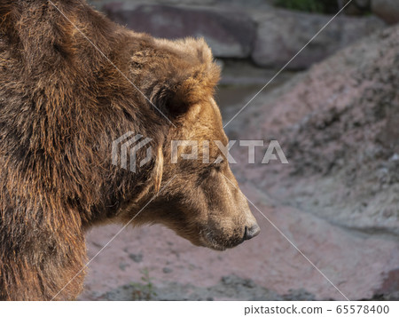 Brown bear (Ursus arctos) portrait on the hunt 65578400