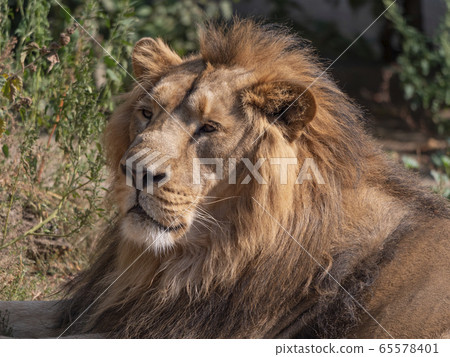 Portrait lion basking in the warm sun after dinner Portrait lion basking in the warm sun after dinner 65578401