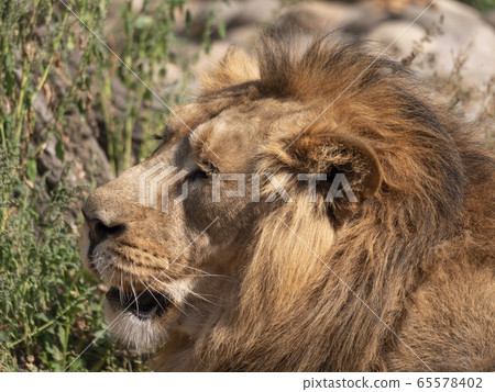 Portrait lion basking in the warm sun after dinner 65578402