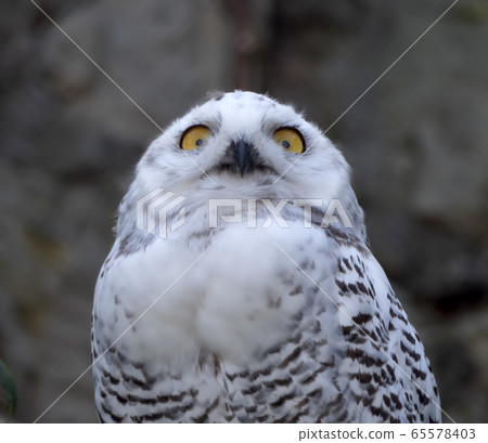 Snowy owl Bubo scandiacus or Nyctea scandiaca Snowy owl Bubo scandiacus or Nyctea scandiaca 65578403