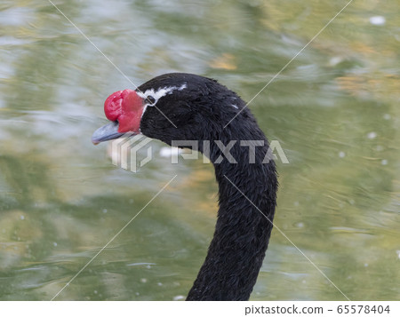 Beautiful black swan with red beak swimming in Beautiful black swan with red beak swimming in 65578404