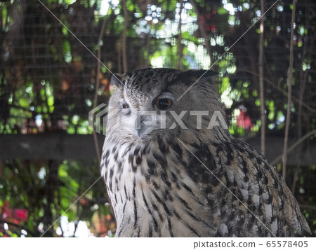 Eagle owl sitting and looking on the background of Eagle owl sitting and looking on the background of 65578405