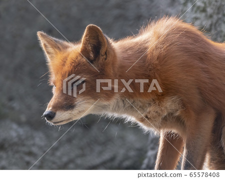 Golden jackal in nature tracks down prey, portrait Golden jackal in nature tracks down prey, portrait 65578408
