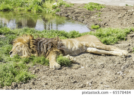 A nap of the male lion 65578484