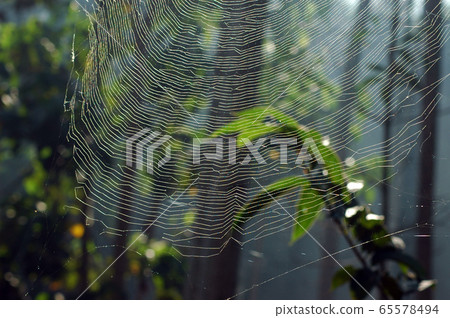 SPIDER WEB 65578494