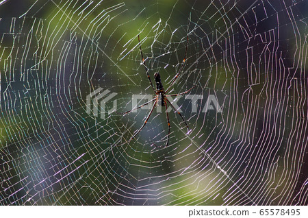 SPIDER WEB SPIDER WEB 65578495