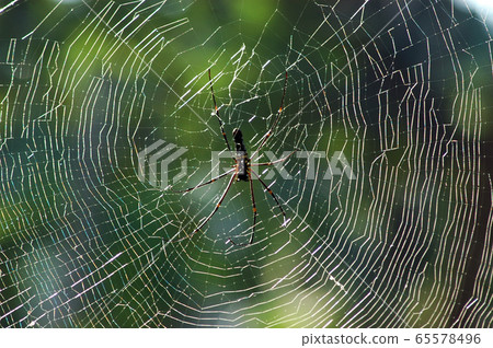SPIDER WEB SPIDER WEB 65578496