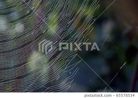 SPIDER WEB SPIDER WEB 65578534