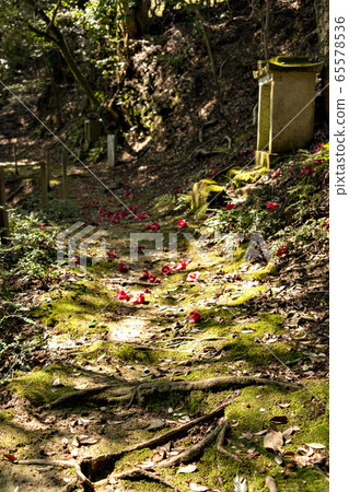 落在山路上的山茶花 65578536