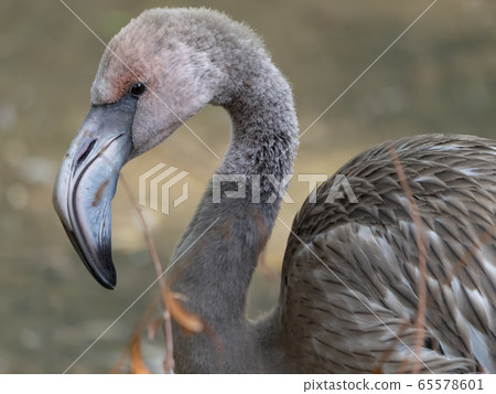 Portrait of a pink flamingo in a profile. 65578601