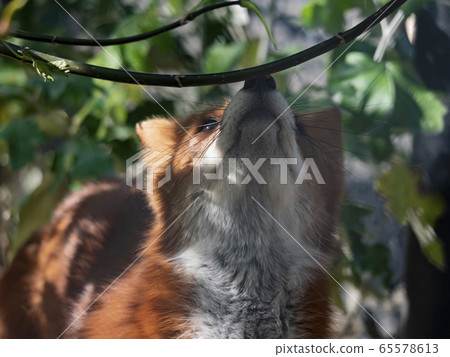 Golden jackal in nature tracks down prey, portrait Golden jackal in nature tracks down prey, portrait 65578613