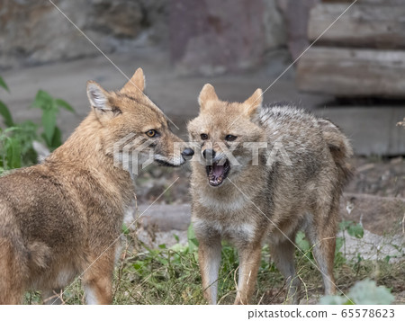 Golden jackal in nature tracks down prey, portrait 65578623