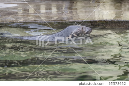 Very cute spotted seal pops up in the waves Very cute spotted seal pops up in the waves 65578632