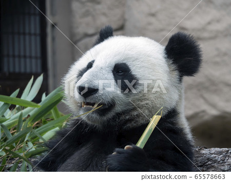 Cheerful black and white panda eats bamboo 65578663