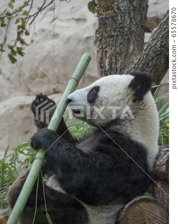 Cheerful black and white panda eats bamboo Cheerful black and white panda eats bamboo 65578670