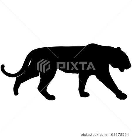 Sketch beautiful tiger on a white background Sketch beautiful tiger on a white background 65578964