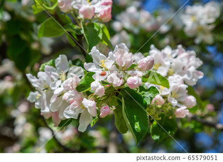 Apple tree flower 65579051