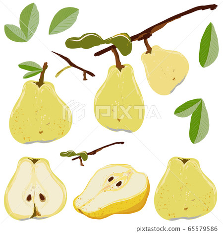 Pear fruit set whole and cut isolated on white... - Stock Illustration ...