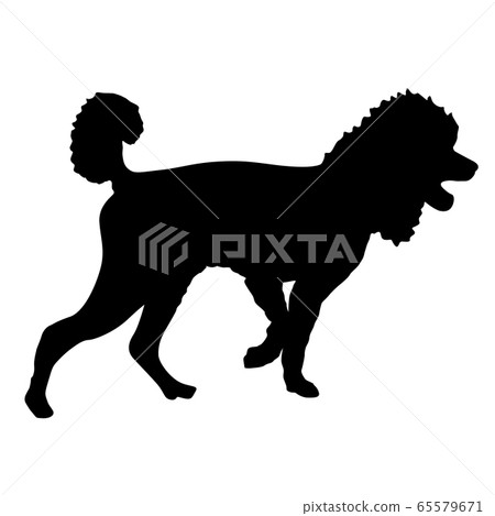 Poodle dog black silhouette on white background Poodle dog black silhouette on white background 65579671