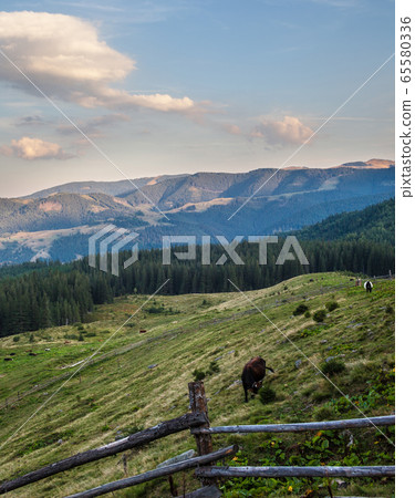 Landscape in the Ukrainian Carpathians Landscape in the Ukrainian Carpathians 65580336