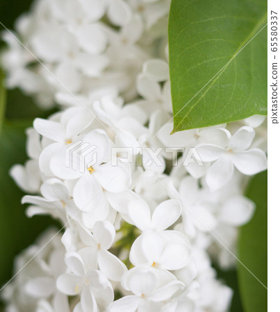 White lilac (Syringa) flowers White lilac (Syringa) flowers 65580337