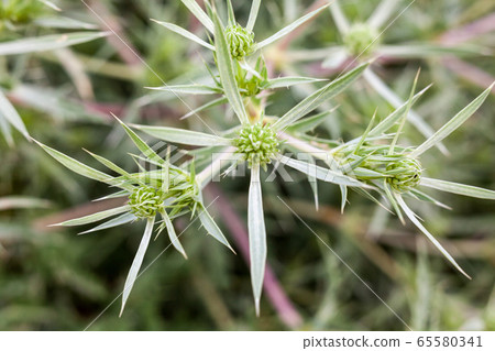 Field eryngo (Eryngium campestre) 65580341