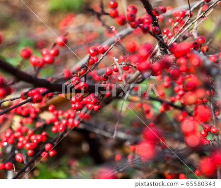 Red cotoneaster berries on the shrubs Red cotoneaster berries on the shrubs 65580343