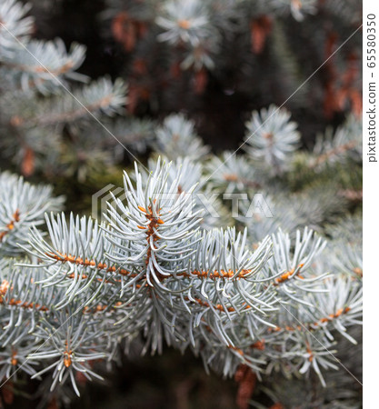 Branches of the Colorado blue spruce 65580350