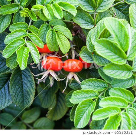 Red rose hips on the dog rose bush Red rose hips on the dog rose bush 65580351