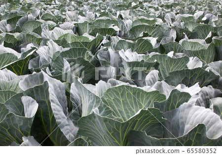 Cabbage field. 65580352