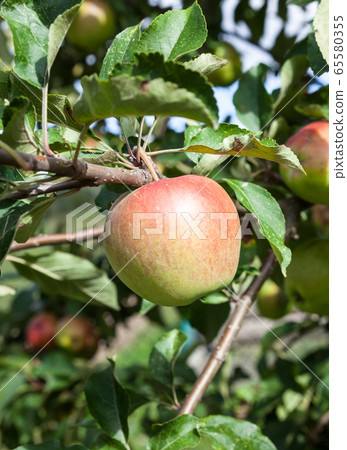 Pink apples on the apple tree Pink apples on the apple tree 65580355