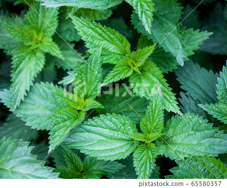 Stinging nettles Stinging nettles 65580357