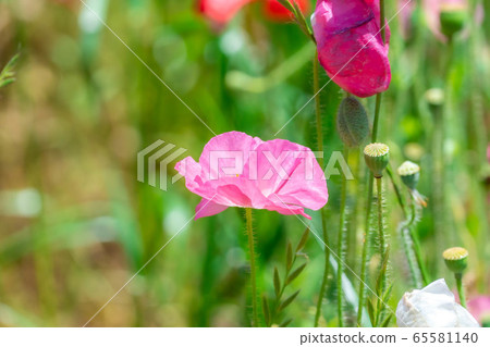 Hinageshi One-sided Hinageshi Field [Aichi Prefecture] 65581140