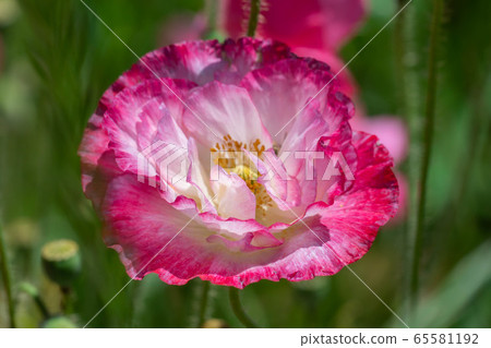 Hinageshi One-sided Hinageshi Field [Aichi Prefecture] 65581192