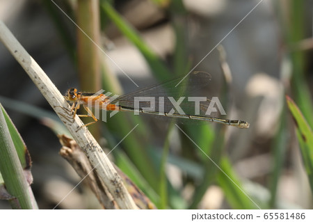 Ao montitonbo女 65581486