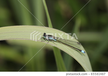 Ao montitonbo Ao montitonbo 65581487