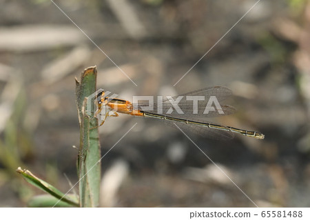 Ao montitonbo女 65581488