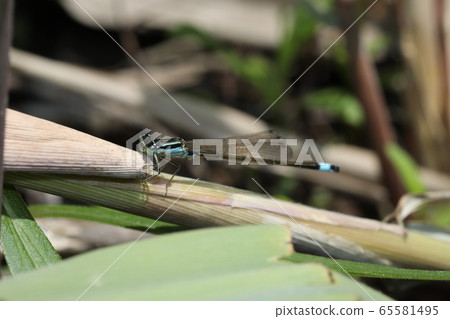 Ao montitonbo 65581495