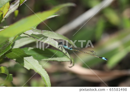 Ao montitonbo 65581498