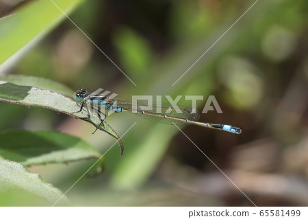 Ao montitonbo Ao montitonbo 65581499