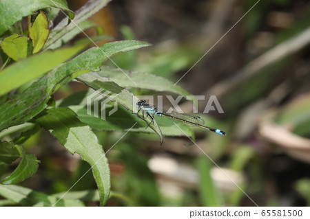 Ao montitonbo 65581500