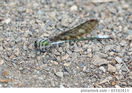 Asahina kawatombo 65581613