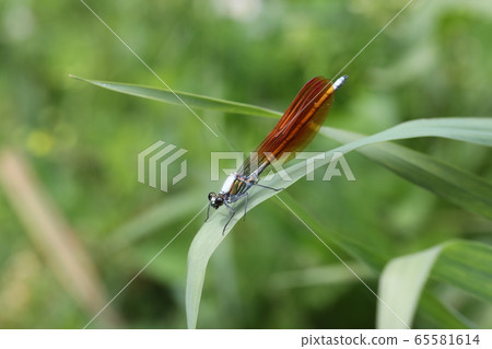 Asahina kawatombo 65581614