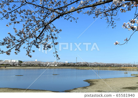 Sa玉縣川越市Isanuma Sakura的櫻花季節 Sa玉縣川越市Isanuma Sakura的櫻花季節 65581940