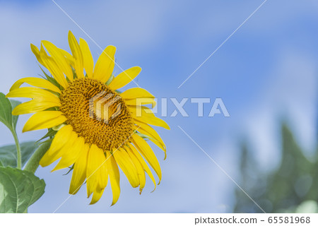 Image of summer Sunflowers that shine in the blue sky 65581968